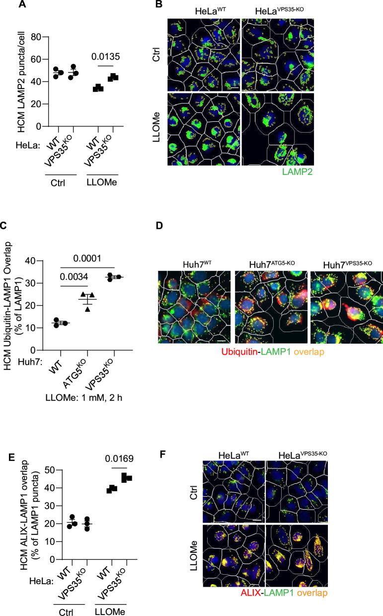 https://cdn.ncbi.nlm.nih.gov/pmc/blobs/3583/11706607/f4018b212757/elife-100928-fig2-figsupp1.jpg