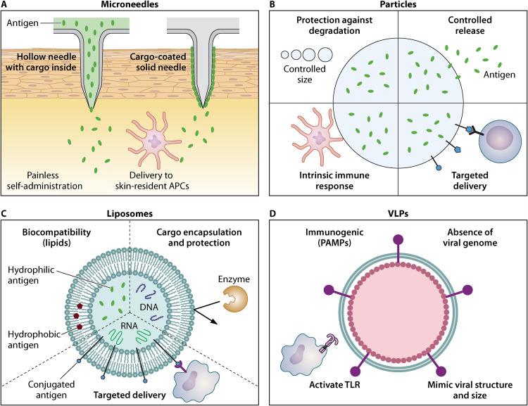 https://cdn.ncbi.nlm.nih.gov/pmc/blobs/3587/8597982/57f1010b31f3/cmr.00123-21-f003.jpg