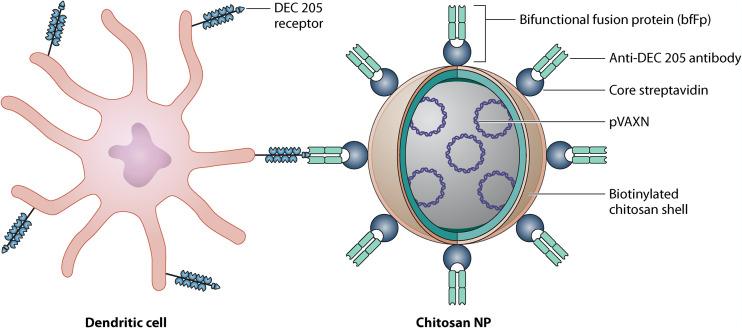 https://cdn.ncbi.nlm.nih.gov/pmc/blobs/3587/8597982/889cb4867ecf/cmr.00123-21-f005.jpg