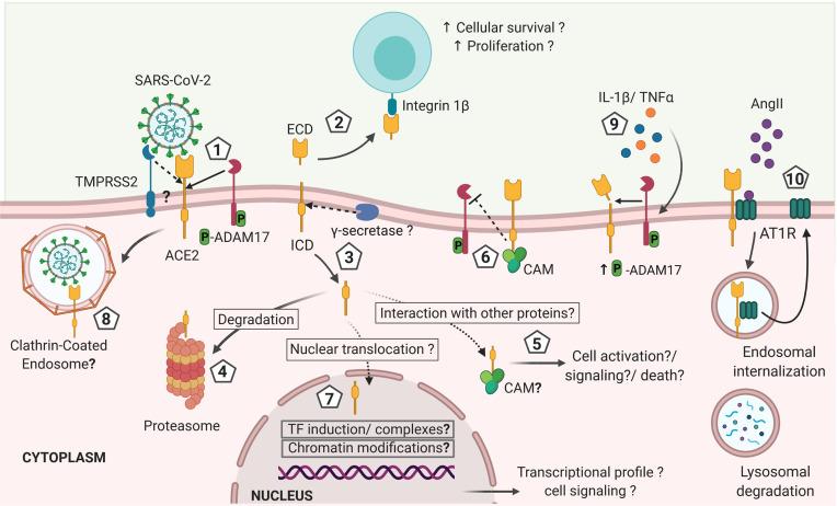 https://cdn.ncbi.nlm.nih.gov/pmc/blobs/358c/8215698/beb2358ba76d/fimmu-12-612807-g002.jpg