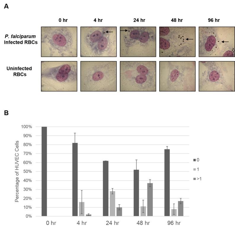 https://cdn.ncbi.nlm.nih.gov/pmc/blobs/358f/5482297/6d1dc413858c/yjbm_90_2_183_g02.jpg