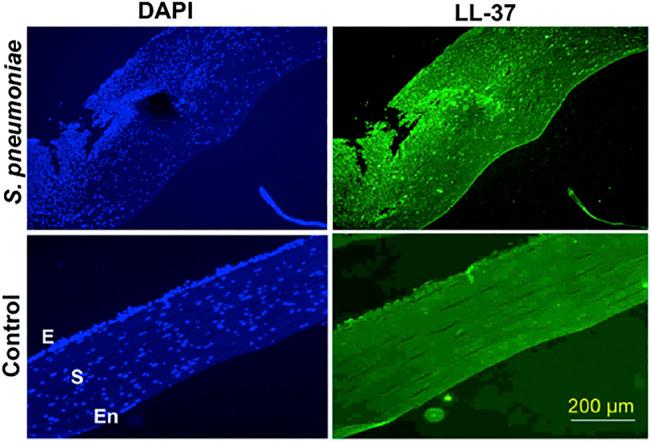 https://cdn.ncbi.nlm.nih.gov/pmc/blobs/3590/8386189/a71f98e40f81/fchem-09-694998-g003.jpg