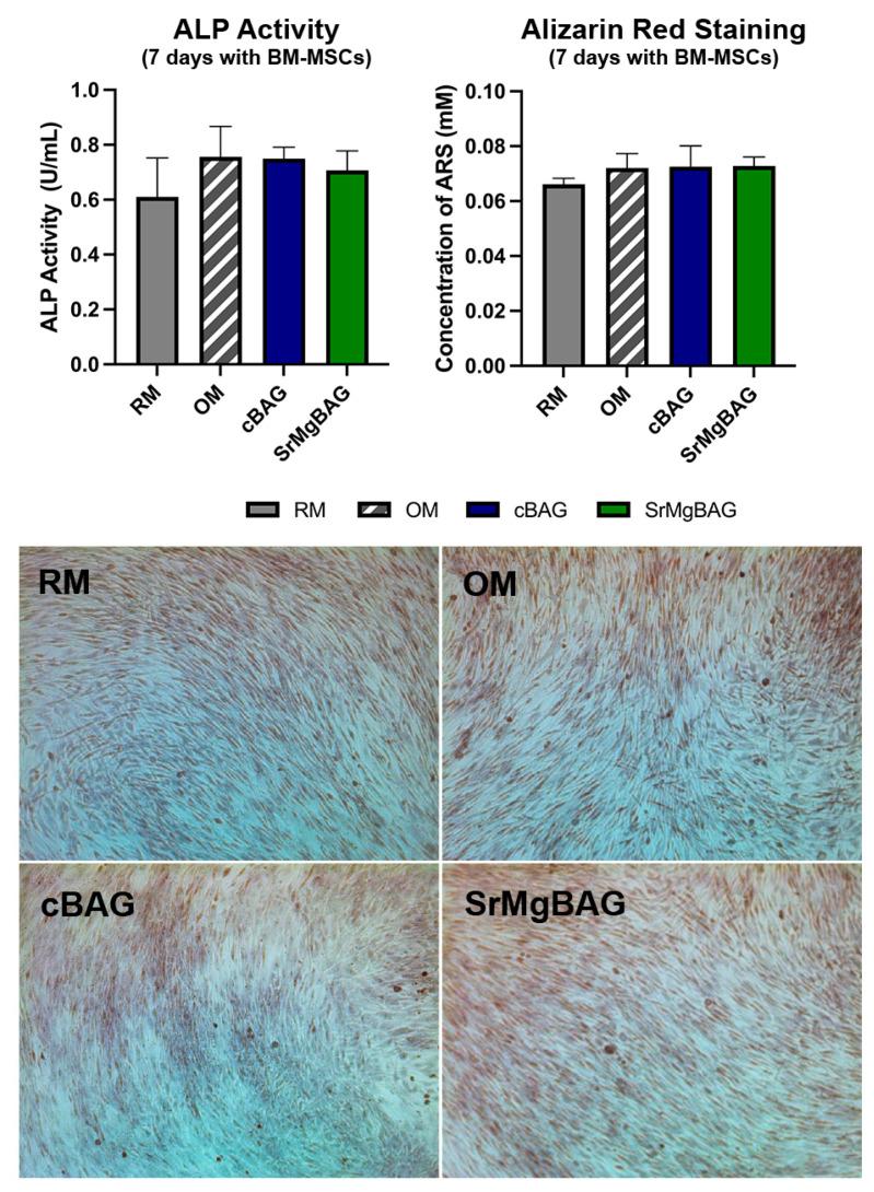 https://cdn.ncbi.nlm.nih.gov/pmc/blobs/3598/11312059/de20417fc534/ijms-25-08066-g008.jpg