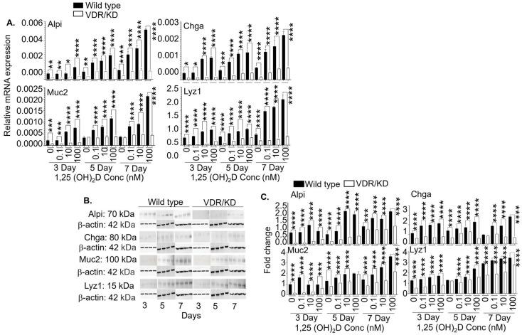 https://cdn.ncbi.nlm.nih.gov/pmc/blobs/3598/11394149/090732ff9937/cells-13-01465-g006.jpg