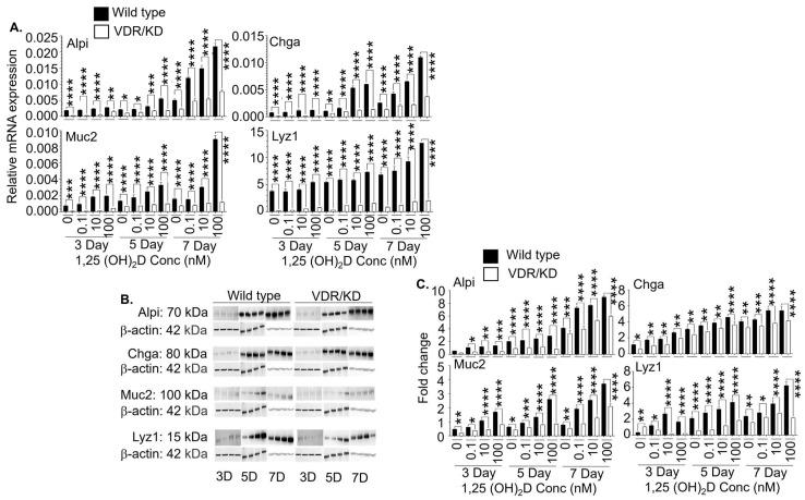 https://cdn.ncbi.nlm.nih.gov/pmc/blobs/3598/11394149/abafdf9a9035/cells-13-01465-g007.jpg