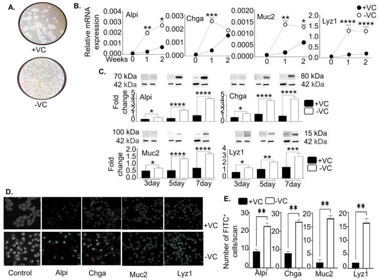 https://cdn.ncbi.nlm.nih.gov/pmc/blobs/3598/11394149/e5a98663aee5/cells-13-01465-g002.jpg