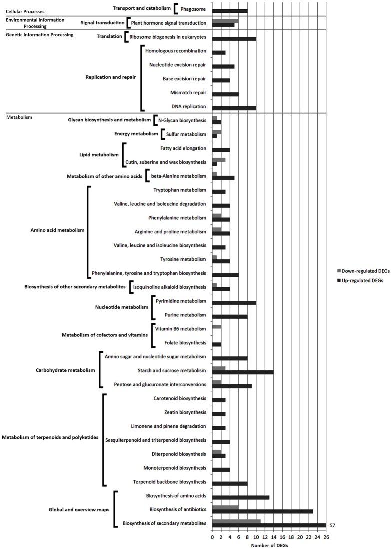 https://cdn.ncbi.nlm.nih.gov/pmc/blobs/3599/5412092/d53f79ed66ed/fpls-08-00641-g0006.jpg
