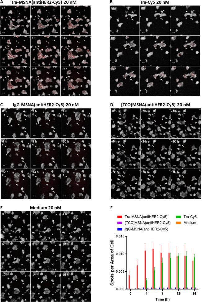 https://cdn.ncbi.nlm.nih.gov/pmc/blobs/359b/10445261/fd673aa91432/mt3c00318_0005.jpg