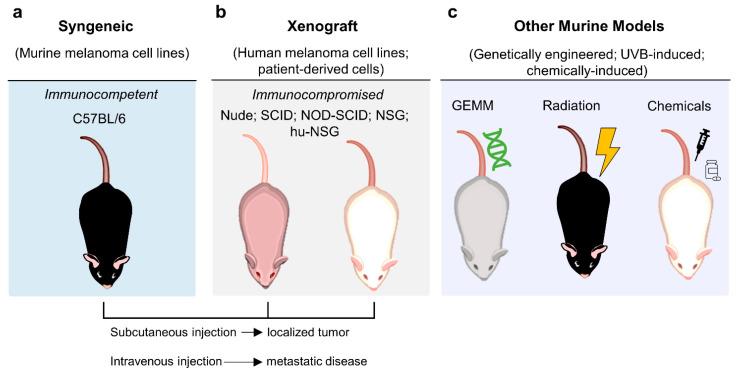 https://cdn.ncbi.nlm.nih.gov/pmc/blobs/359d/8621991/d90db0e54a29/cells-10-03088-g004.jpg