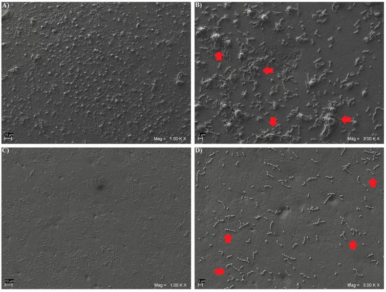 https://cdn.ncbi.nlm.nih.gov/pmc/blobs/359f/11505629/b11158a24b7a/biomedicines-12-02235-g003.jpg