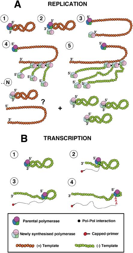 https://cdn.ncbi.nlm.nih.gov/pmc/blobs/359f/2682650/03e54cb9f092/ppat.1000462.g008.jpg