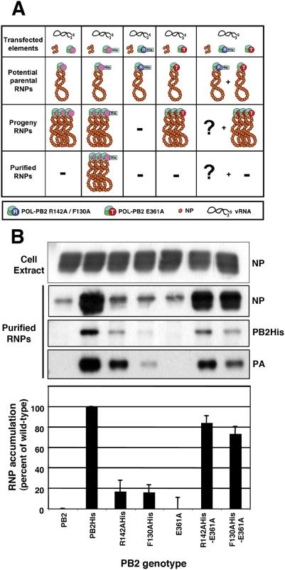 https://cdn.ncbi.nlm.nih.gov/pmc/blobs/359f/2682650/83cd4e92fb36/ppat.1000462.g001.jpg