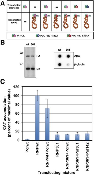 https://cdn.ncbi.nlm.nih.gov/pmc/blobs/359f/2682650/84aaa63e2e23/ppat.1000462.g007.jpg