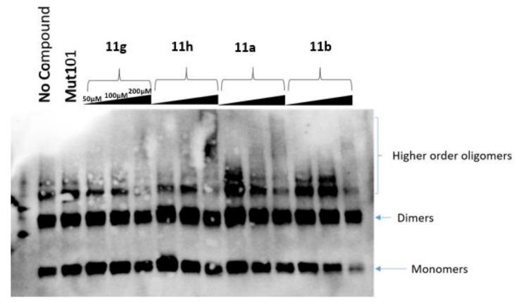 https://cdn.ncbi.nlm.nih.gov/pmc/blobs/35a0/8540437/9dd17905c4e3/molecules-26-06203-g005.jpg