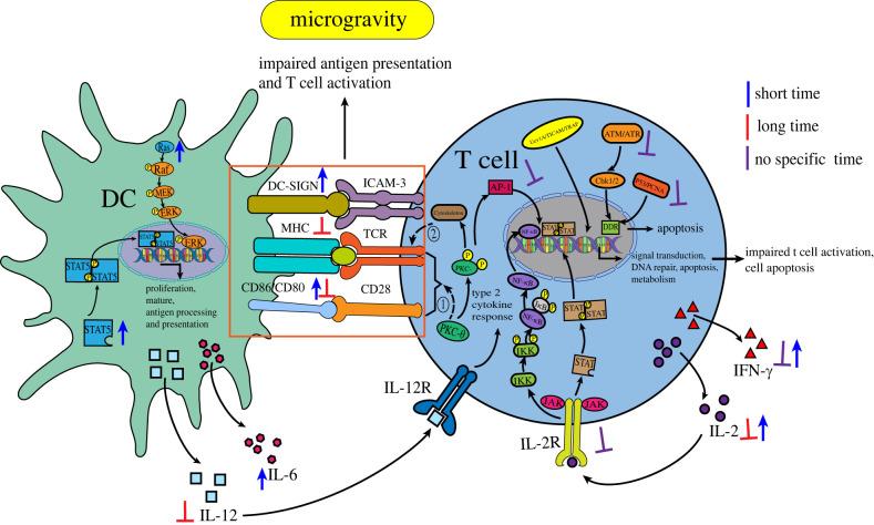 https://cdn.ncbi.nlm.nih.gov/pmc/blobs/35a1/9929508/56fb54c94bef/rsif20220869f03.jpg