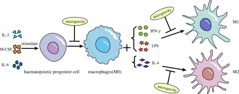 https://cdn.ncbi.nlm.nih.gov/pmc/blobs/35a1/9929508/a99bc83639fe/rsif20220869f01.jpg