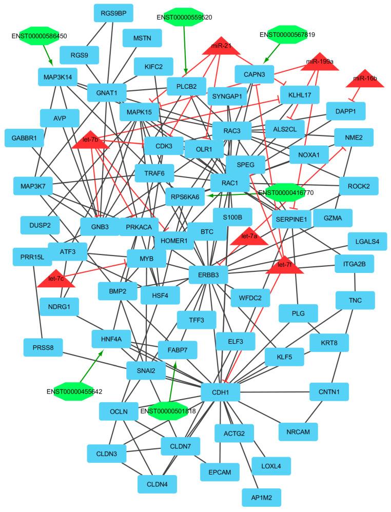 https://cdn.ncbi.nlm.nih.gov/pmc/blobs/35a2/9332185/1af9556d3802/genes-13-01295-g007.jpg