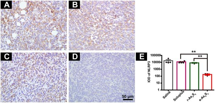 https://cdn.ncbi.nlm.nih.gov/pmc/blobs/35ab/6498897/a785495919fc/fonc-09-00333-g0005.jpg
