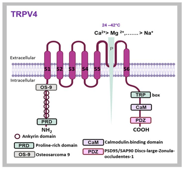 https://cdn.ncbi.nlm.nih.gov/pmc/blobs/35ac/11476765/74f70408fef4/ijms-25-10551-g004.jpg