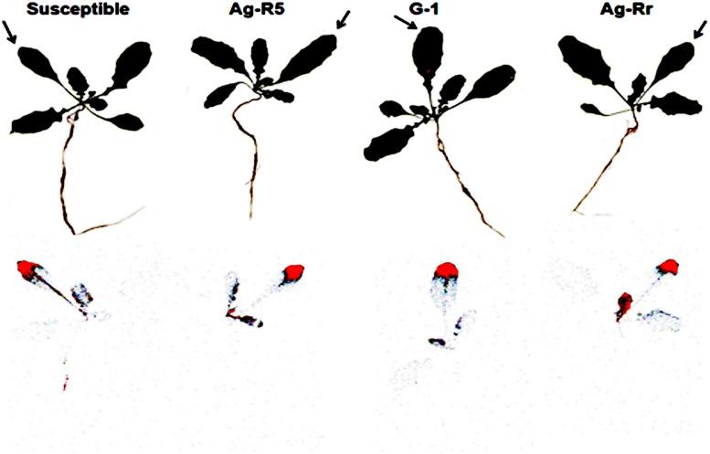 https://cdn.ncbi.nlm.nih.gov/pmc/blobs/35b0/4761845/7935abc1ce38/fpls-07-00169-g004.jpg