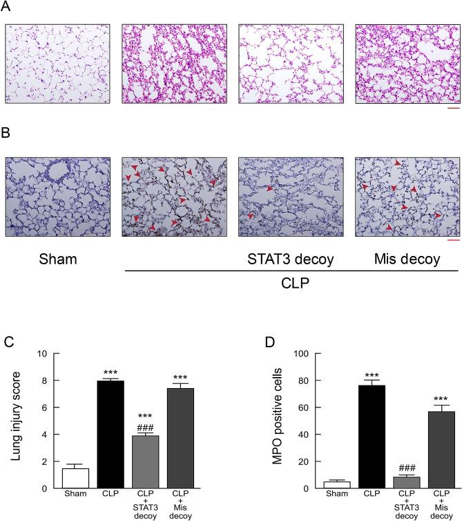 https://cdn.ncbi.nlm.nih.gov/pmc/blobs/35b3/7498613/89e8f48c24a0/41598_2020_72136_Fig5_HTML.jpg