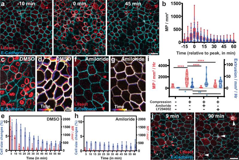 https://cdn.ncbi.nlm.nih.gov/pmc/blobs/35b4/12185762/212b215a8b21/41467_2025_60724_Fig5_HTML.jpg