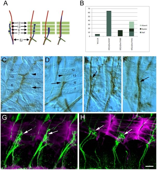 https://cdn.ncbi.nlm.nih.gov/pmc/blobs/35b4/2924397/6f7bc474dc2e/pone.0012288.g004.jpg