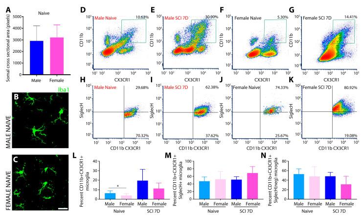 https://cdn.ncbi.nlm.nih.gov/pmc/blobs/35b9/11011714/cd156a006857/cells-13-00645-g001.jpg