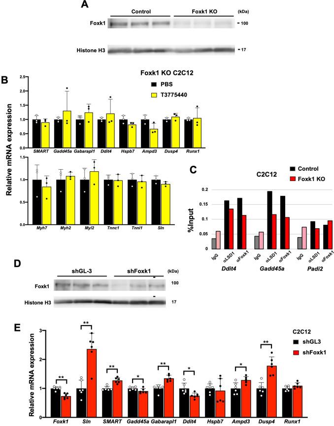 https://cdn.ncbi.nlm.nih.gov/pmc/blobs/35ba/9876571/093cc673aa5e/elife-84618-fig3-figsupp2.jpg