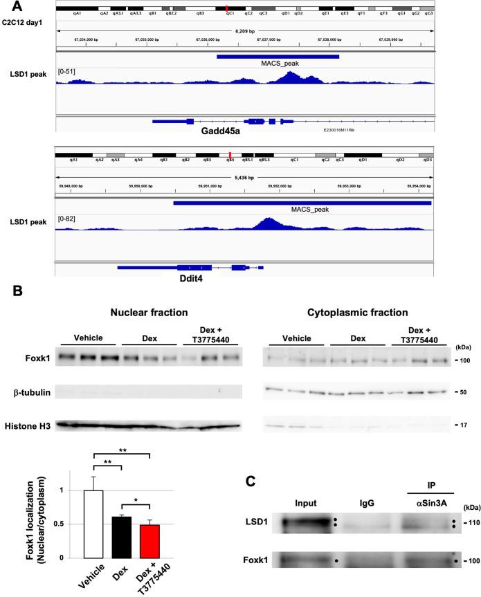 https://cdn.ncbi.nlm.nih.gov/pmc/blobs/35ba/9876571/11cdac84eb48/elife-84618-fig3-figsupp1.jpg