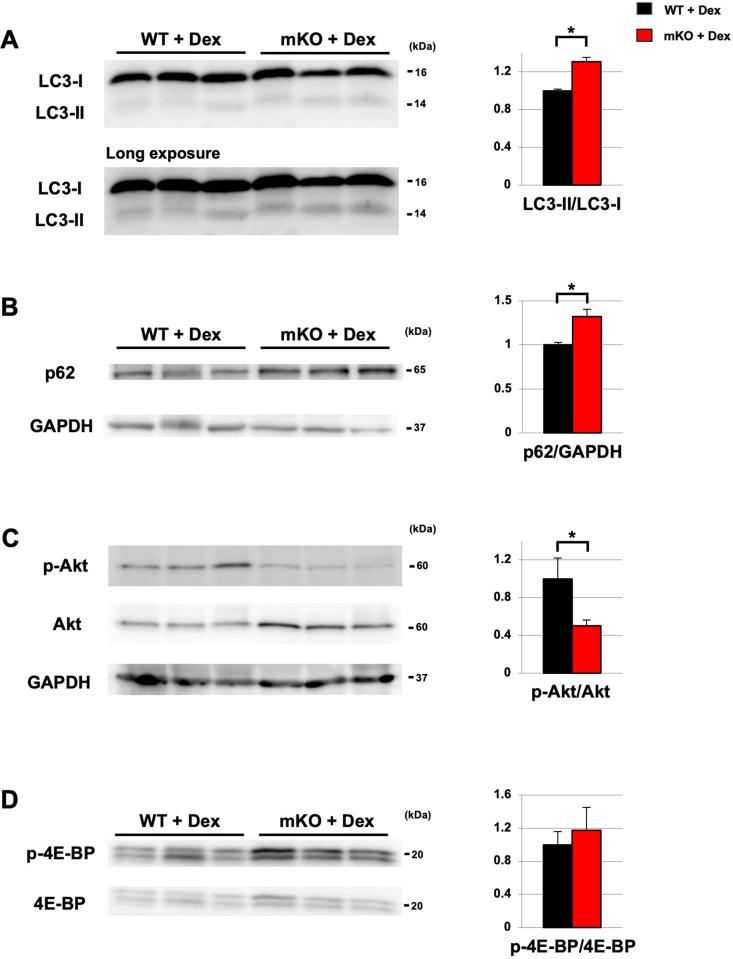 https://cdn.ncbi.nlm.nih.gov/pmc/blobs/35ba/9876571/448b3028b0d9/elife-84618-fig1-figsupp5.jpg