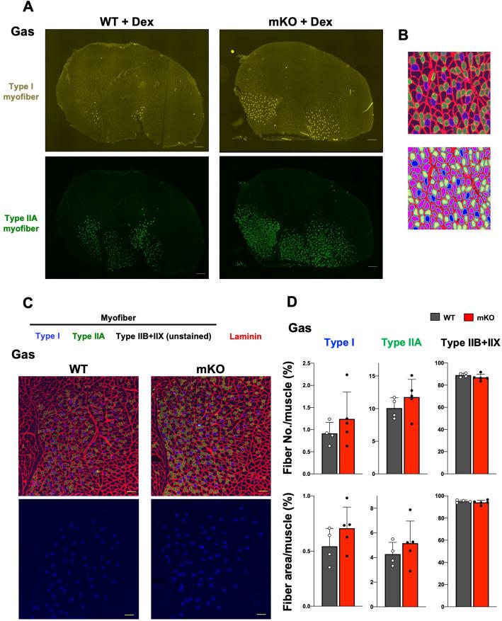 https://cdn.ncbi.nlm.nih.gov/pmc/blobs/35ba/9876571/b0a5849000e8/elife-84618-fig1-figsupp6.jpg