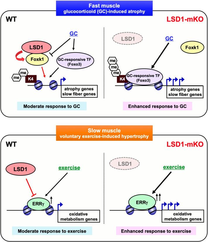 https://cdn.ncbi.nlm.nih.gov/pmc/blobs/35ba/9876571/d18b29ffbd47/elife-84618-fig7.jpg