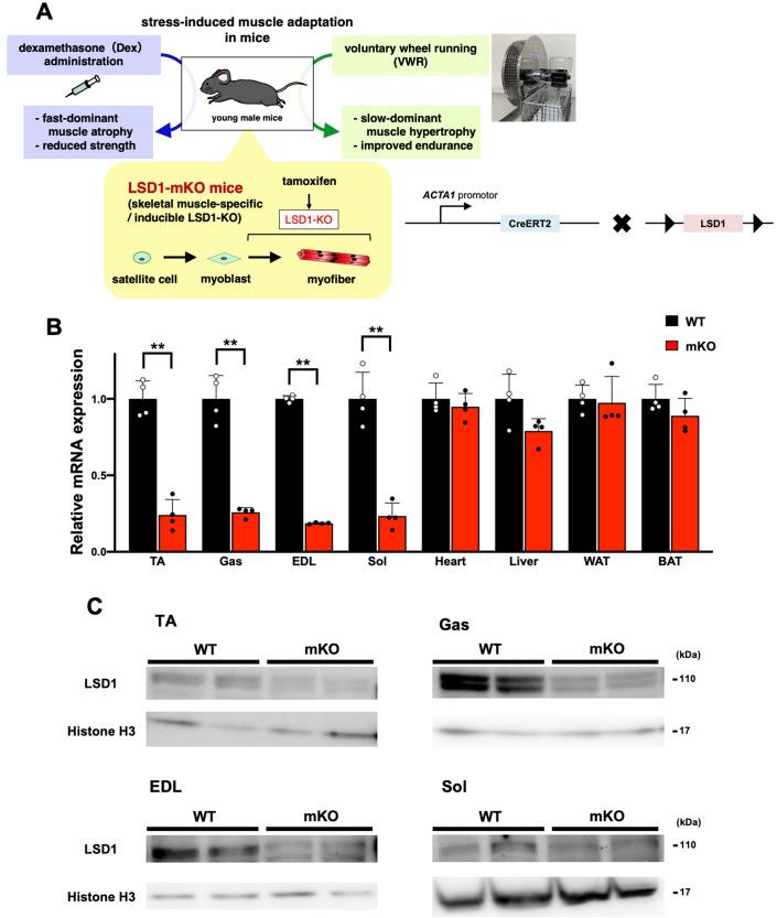 https://cdn.ncbi.nlm.nih.gov/pmc/blobs/35ba/9876571/f08bb84a2ebe/elife-84618-fig1-figsupp1.jpg