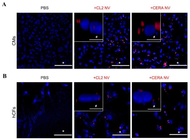 https://cdn.ncbi.nlm.nih.gov/pmc/blobs/35bb/9696585/c90b93d6f534/ijms-23-14334-g003.jpg