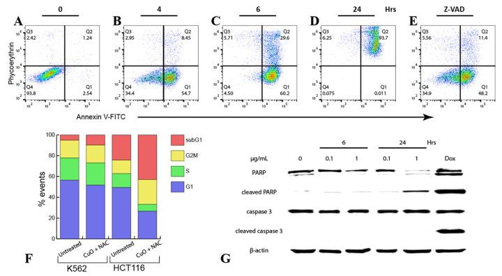 https://cdn.ncbi.nlm.nih.gov/pmc/blobs/35bc/8539714/dc2ddaa24c45/ijms-22-11065-g003.jpg
