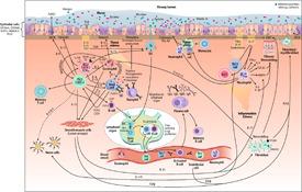 https://cdn.ncbi.nlm.nih.gov/pmc/blobs/35c0/7592594/74bc54a8e2ce/CLT2-10-45-g001.jpg