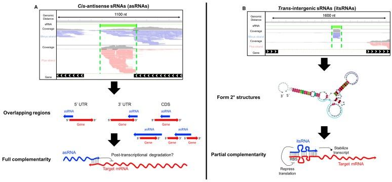 https://cdn.ncbi.nlm.nih.gov/pmc/blobs/35c2/5867862/668e2aa06e3b/genes-09-00141-g001.jpg