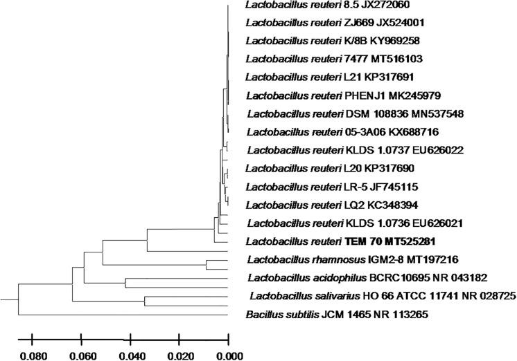 https://cdn.ncbi.nlm.nih.gov/pmc/blobs/35c2/7550472/0ebe76cd0f98/fmicb-11-02017-g002.jpg