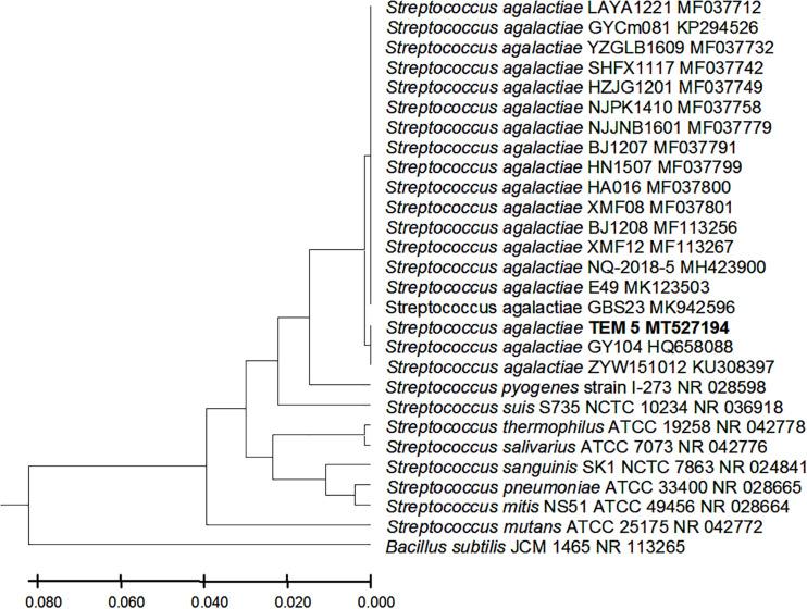 https://cdn.ncbi.nlm.nih.gov/pmc/blobs/35c2/7550472/d3da77066d65/fmicb-11-02017-g006.jpg