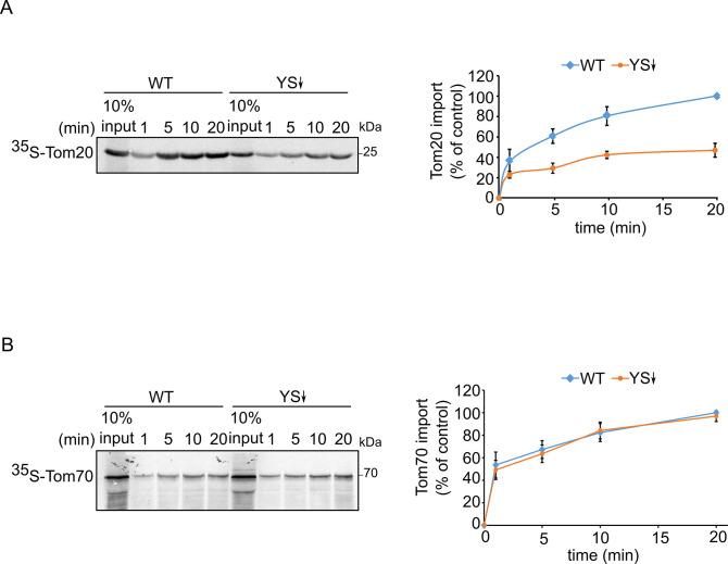 https://cdn.ncbi.nlm.nih.gov/pmc/blobs/35c5/9355564/655602f5e583/elife-77706-fig4.jpg