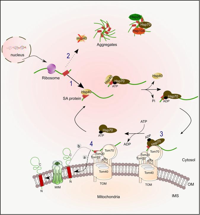 https://cdn.ncbi.nlm.nih.gov/pmc/blobs/35c5/9355564/73ea35015cda/elife-77706-fig10.jpg