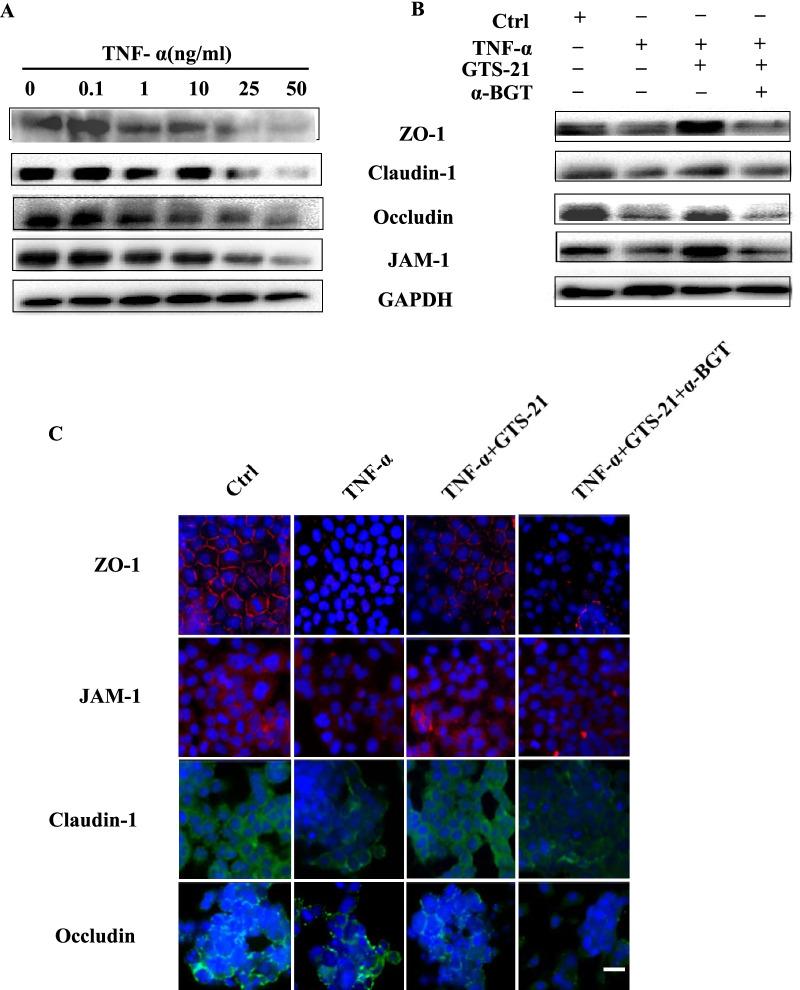 https://cdn.ncbi.nlm.nih.gov/pmc/blobs/35c8/9164421/cae379f5c1f0/10020_2022_485_Fig4_HTML.jpg