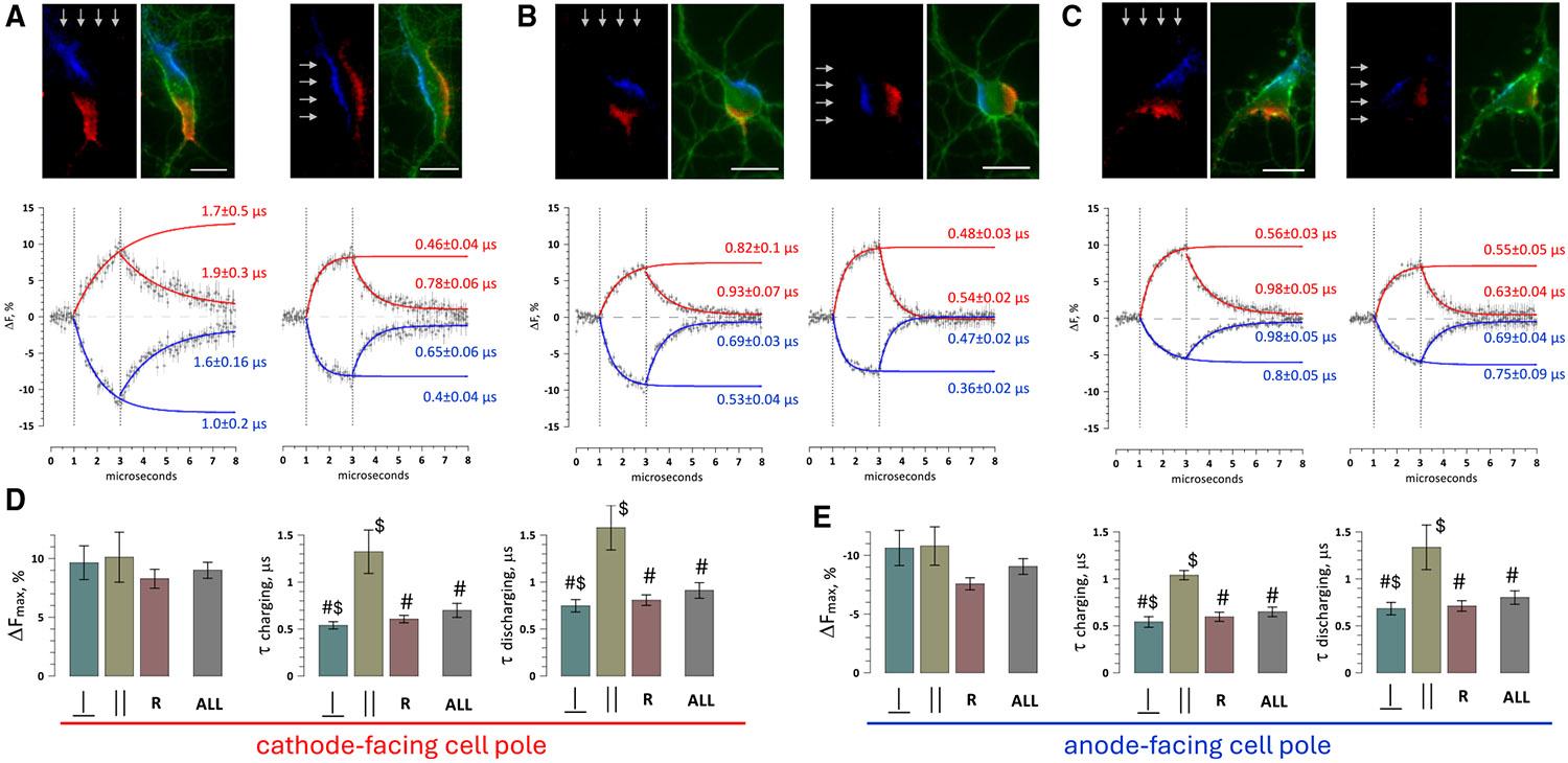 https://cdn.ncbi.nlm.nih.gov/pmc/blobs/35cb/12320893/a853e48889e4/nihms-2098259-f0005.jpg
