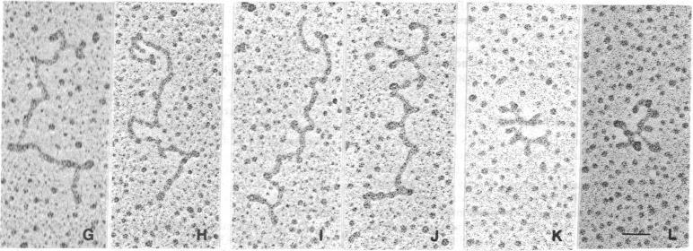 https://cdn.ncbi.nlm.nih.gov/pmc/blobs/35cb/430705/1b2948c5583f/pnas00038-0125-c.jpg