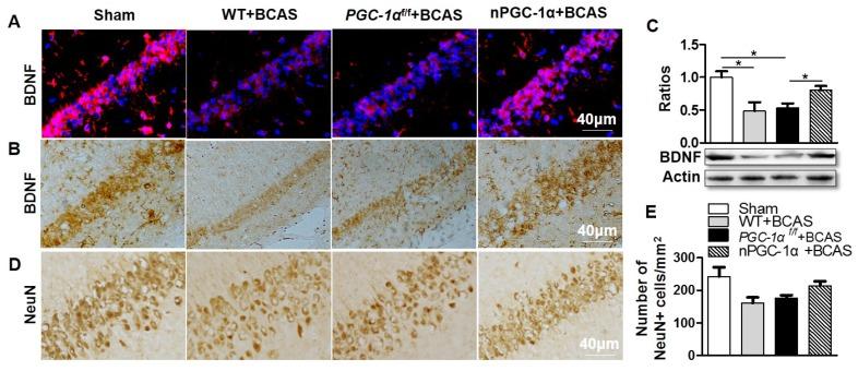 https://cdn.ncbi.nlm.nih.gov/pmc/blobs/35cb/7052889/56c4614cf52d/thnov10p2832g005.jpg