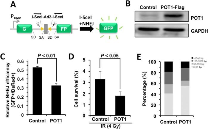 https://cdn.ncbi.nlm.nih.gov/pmc/blobs/35d1/5764391/746b7f03affe/aging-09-2529-g002.jpg