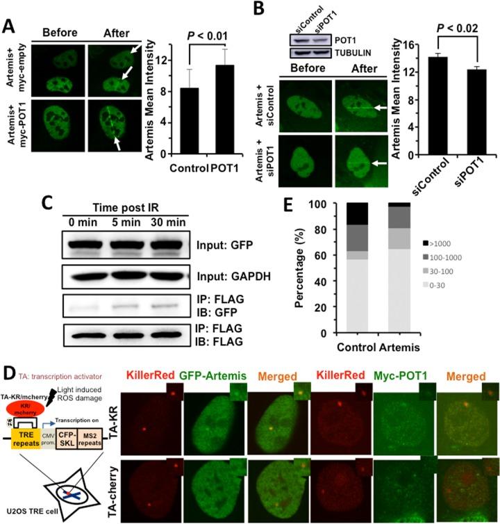 https://cdn.ncbi.nlm.nih.gov/pmc/blobs/35d1/5764391/f29e14dc3f88/aging-09-2529-g003.jpg