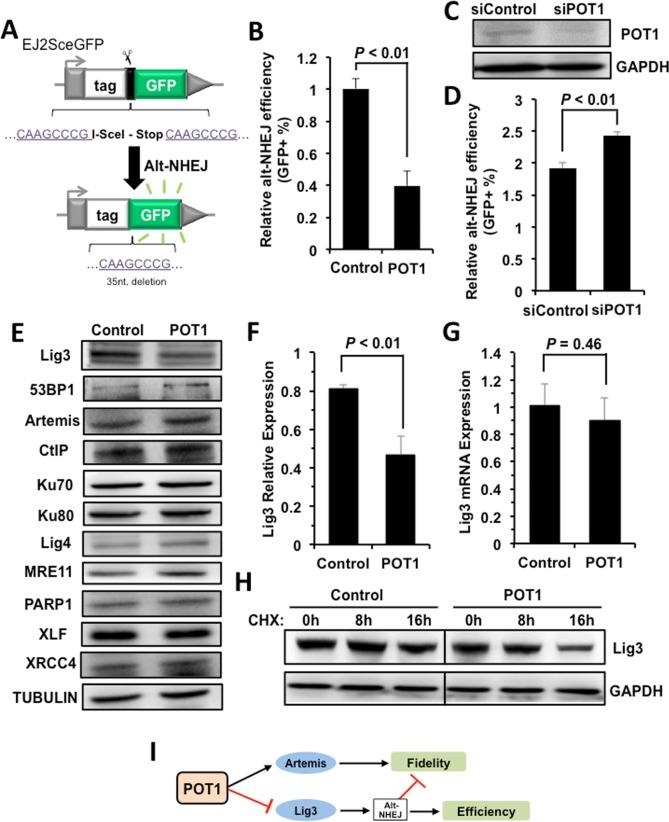 https://cdn.ncbi.nlm.nih.gov/pmc/blobs/35d1/5764391/faa84fffba28/aging-09-2529-g004.jpg