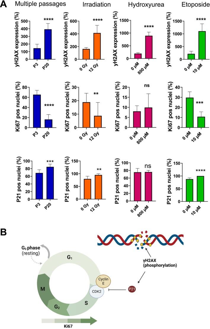 https://cdn.ncbi.nlm.nih.gov/pmc/blobs/35d4/12341781/67c59f409adf/ACEL-24-e70127-g007.jpg